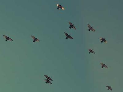 Toni Morrison on What Flannery O’Connor’s Short Fiction Reveals About Race in America