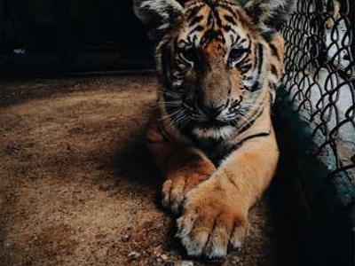 GigaTIME: Scaling tumor microenvironment modeling using virtual population generated by multimodal AI